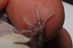 Fejervarya orissaensis