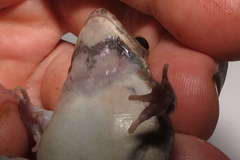 Fejervarya orissaensis