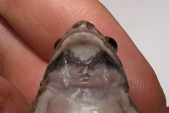 Fejervarya orissaensis