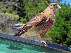 Daptrius chimango