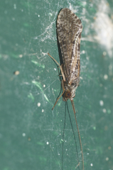 Hydropsyche incommoda