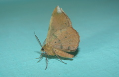 Anisephyra
