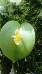 Pleurothallis prolaticollaris