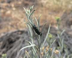 Agrilus walsinghami
