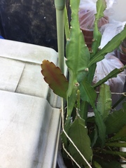 Disocactus ackermannii