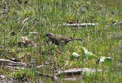 Cinclodes patagonicus