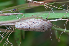Negosiana