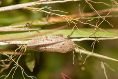 Negosiana
