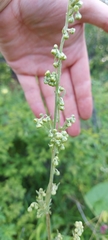 Artemisia tanacetifolia