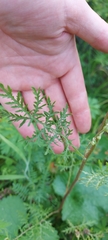 Artemisia tanacetifolia
