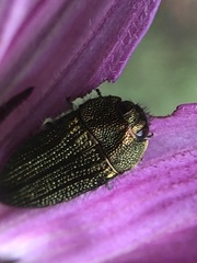 Acmaeodera cuprina