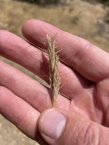 Bromus alopecuros iNat (3)