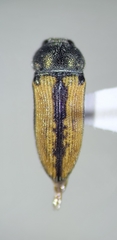 Acmaeodera riograndei