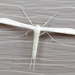 Plain Plume Moth - Photo (c) Jake Harding, some rights reserved (CC BY-NC), uploaded by Jake Harding
