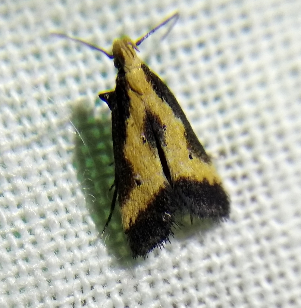 Brachmia dimidiella