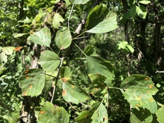 Crataegus umbratilis