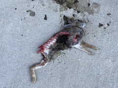 Sylvilagus floridanus