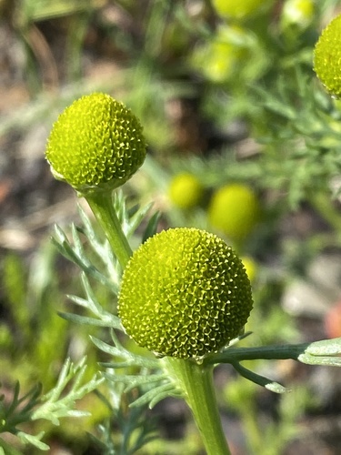 rumanček diskovitý (Matricaria discoidea)