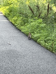 Sylvilagus floridanus