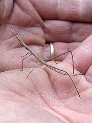 Proscopiidae