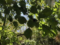 Crataegus umbratilis