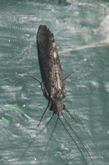 Hydropsyche incommoda