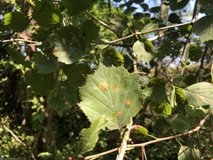 Crataegus umbratilis