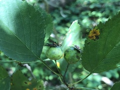 Crataegus umbratilis