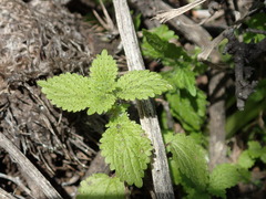 Hesperocnide tenella