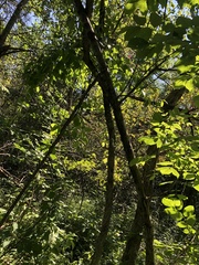 Crataegus umbratilis