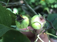 Crataegus umbratilis