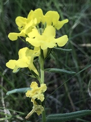Lithospermum cobrense