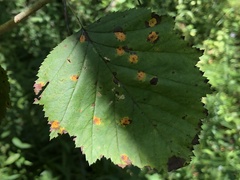 Crataegus coccinea coccinea
