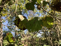 Crataegus coccinea coccinea