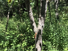 Crataegus coccinea coccinea