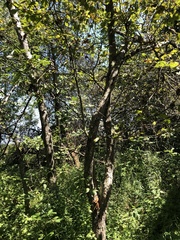 Crataegus coccinea coccinea