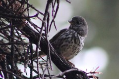 Passerella iliaca schistacea