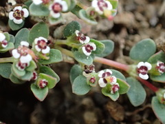 Euphorbia polycarpa polycarpa