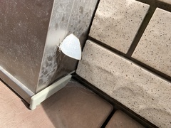 Curetis acuta paracuta