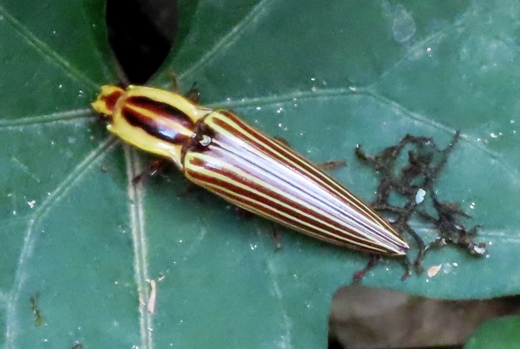Semiotus sommeri