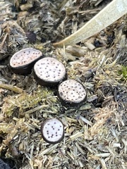 Poronia erici