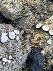 Poronia erici