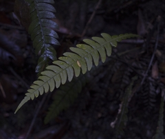 Blechnum mochaenum
