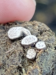 Poronia erici