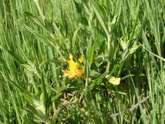 Diplacus longiflorus