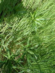 Delphinium cardinale