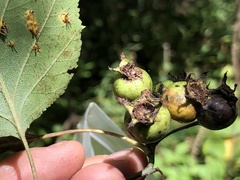 Crataegus coccinea coccinea