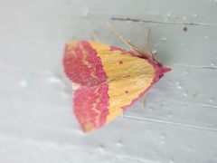 Phytometra rhodarialis