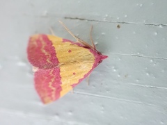 Phytometra rhodarialis