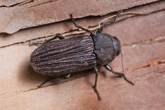 Pseudocastalia arabica